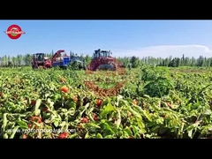 ¿Cómo se produce la pasta de tomate de tambor de Xinjiang de China?