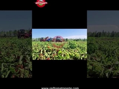 Proceso de producción de pasta de tomate de tambor de Xinjiang: desde la cosecha hasta la conservación